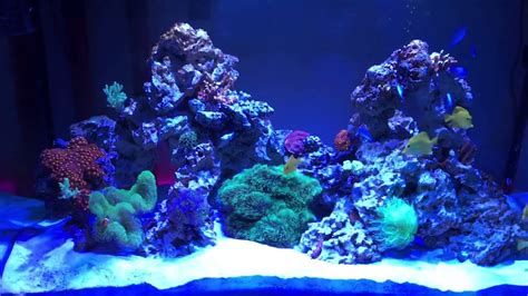 150 Gallon Reef Tank Update 04 Youtube