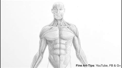 Learn about anatomy upper limb torso with free interactive flashcards. Upper Torso Anatomy - Female Upper Body Anatomy ...