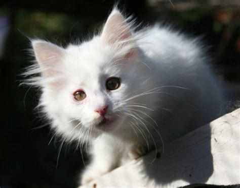 Grey And White Norwegian Forest Cat Petfinder