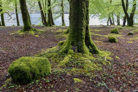 Beech Trees In Spring Stock Image Image Of Sylvatica 67101393