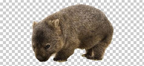 Cute Wombat Png Clipart Animals Wombats Free Png Download