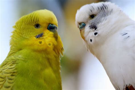 Parakeets Pet Birds Parakeet Cute Birds
