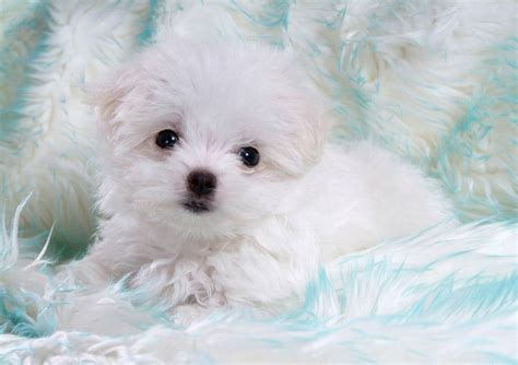 Really Very Cute White Puppies ~ Seductive Girl