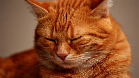Download 3840x2160 Wallpaper Muzzle Sleepy Orange Cat