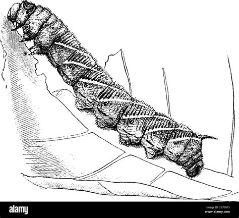 la larva del gusano del tabaco del sur con marcas moteado en su cuerpo segmentado y tiene marcas