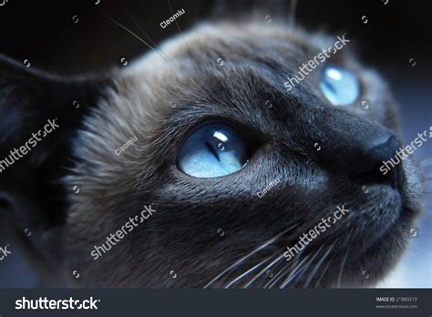 Close Up To Siamese Cat With Blue Eyes Stock Photo