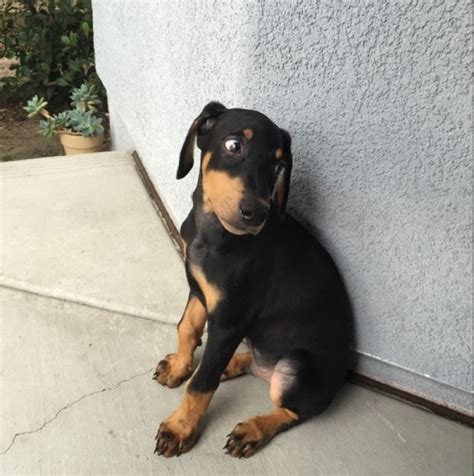 Dog cat dogs and puppies doberman puppy baby animals dog breeds cute dogs puppies i love dogs doberman puppies. Jdfef Doberman Puppies | Handmade Michigan