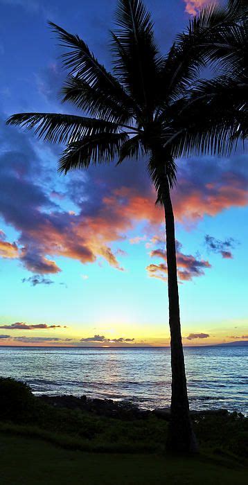 Silhouette Palm Tree Sunset By Athena Mckinzie Fineartamerica