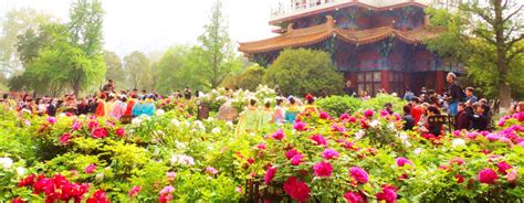 4 Days Luoyang Peony Culture Festival Tour Private Luoyang Tour