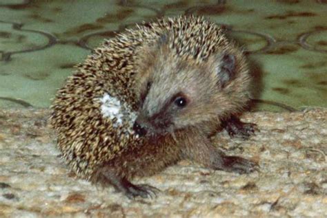 European Hedgehog Behaviour - Self-Anointing | Wildlife Online
