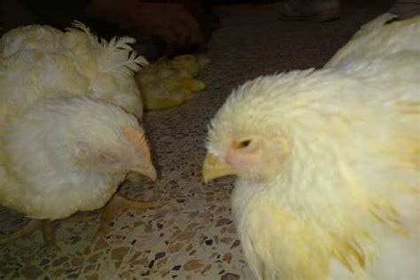 Avian Mycoplasmosis Is A Continuing Economic Challenge Poultry World
