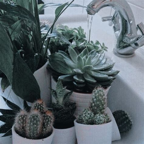 Pin By 𝒈𝒓𝒂𝒄𝒆 On Aes → Misc Aesthetics Plant Aesthetic Plants Pretty