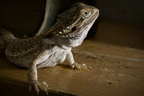 How To Tell If A Bearded Dragon Is Happy Healthy Or Stressed