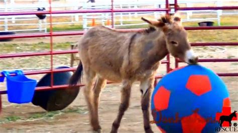 America S Funniest HAPPY Donkey Rescued Playing With Ball YouTube