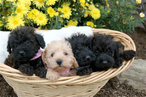 Schnoodle Puppies For Adoption Schnoodle Puppies For Sale Puppy Love