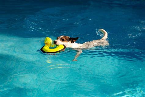Can Dogs Swim In Pools With Chlorine Is It Safe For Pups