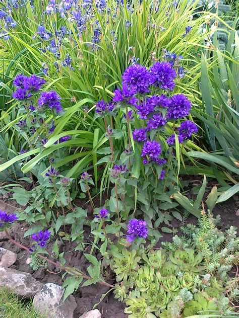 Piante perenni che formano legno, foglie fiori e/o frutti/bacche, resistenti al gelo e alle più svariate condizioni climatiche e di esposizione. Fiori viola