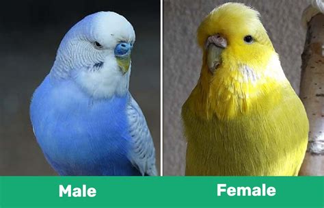 English Budgies And Parakeets Traits And Care Guide With Pictures Pet