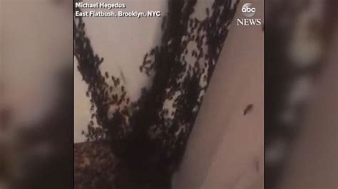 Video Thousands Of Bees Discovered In Brooklyn Ceiling Abc News