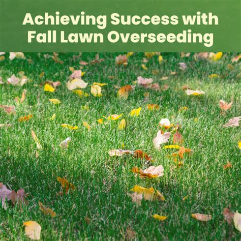 Achieving Success With Fall Lawn Overseeding Landzie