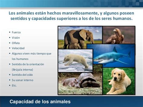 El Ser Humano Y Los Animales