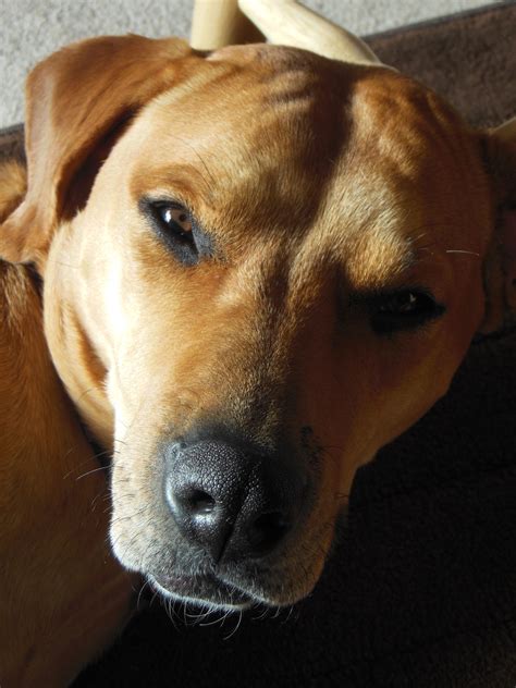 Rhodesian Ridgeback Lab Mix Puppy