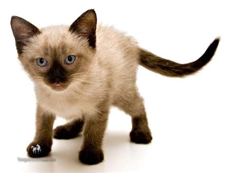 Nguồn Gốc Đặc Điểm Và Giá Bán Của Giống Mèo Xiêm Động Vật Muôn Màu