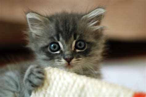 Filecute Grey Kitten Wikimedia Commons