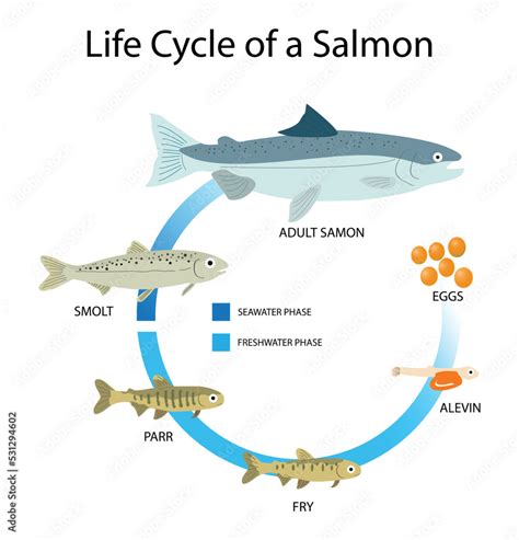 Illustration Of Animals And Biology Life Cycle Of A Salmon Salmons