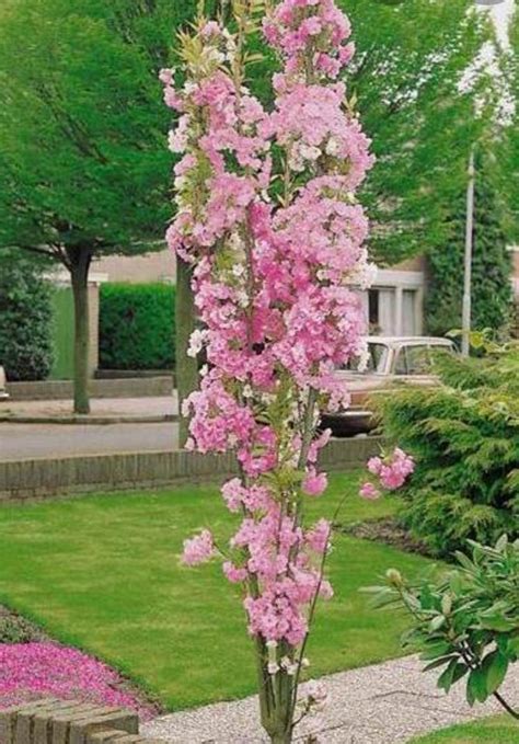 Flowering Cherry Tree Prunus Amanagowa Flagpole Cherry Tree 10 Lit