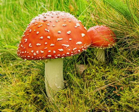 Parte de la legion primus!!! Fly agaric | Amanita muscaria, commonly known as the fly ...