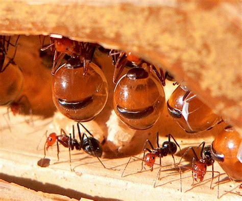 North American Honeypot Ants Myrmecocystus Spp Feed On A Variety Of Flower Nectars