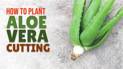 Cutting Open Aloe Vera The Ultimate Guide For Beginners Planthd