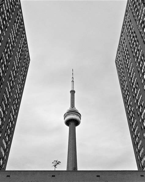 Daily Dose Of Imagery Tower Windows And Tree Quay West Cn Tower