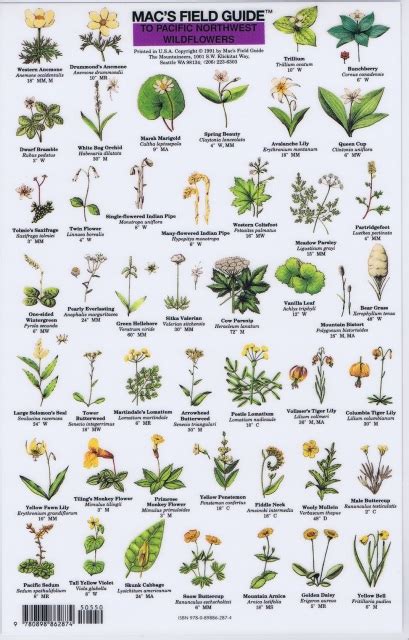 Mac Field Guide Northwest Wildflowers