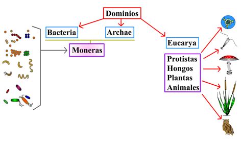 La Célula Diferencias Entre Los Eucariotas Y Procariotas