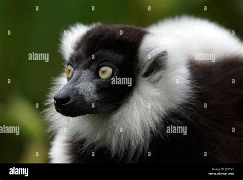 Black And White Ruffed Lemur Varecia Variegata Stock Photo Alamy