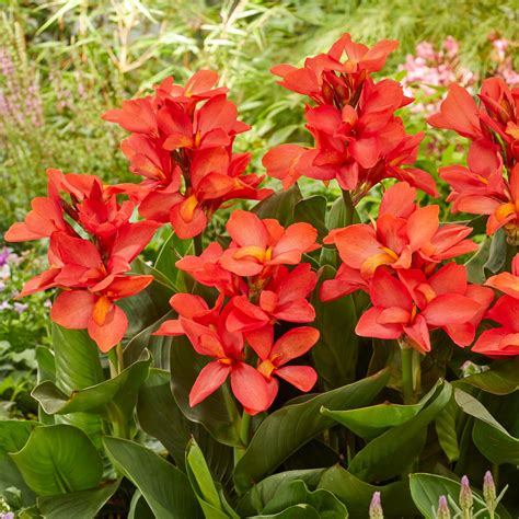 Cannasol Cannas Happy Isabel Plants Bulbs And Seeds At