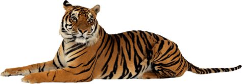 Tiger Png Images Transparent Free Download Pngmart Com Riset