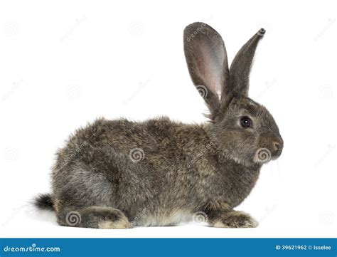 Rabbit Isolated On White Stock Photo Image Of Background 39621962