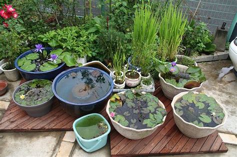Made this pond a few years back and wanted to share the video. DIY Containers Garden Pond | Small water gardens, Container water gardens, Small backyard gardens
