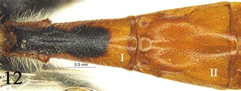 Rhynchobanchus Maculicornis Sheng Liu And Wang 1995 Female Tergites