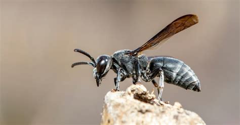 Black Wasp Insect Facts Sphex Pensylvanicus A Z Animals