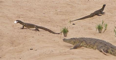 Watch Crocodile Tries And Fails To Protect Her Eggs From A Pair Of