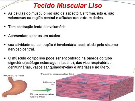Sistema Muscular Msculos So Estruturas Individualizadas Que Cruzam