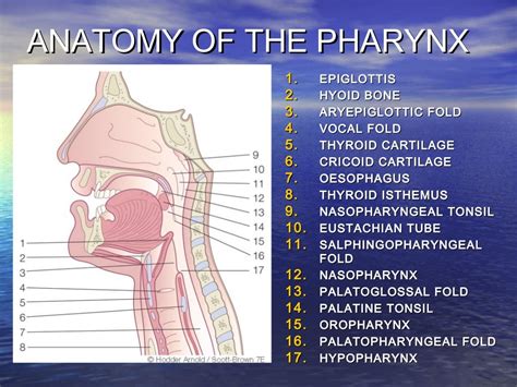 Anatomy Of Pharynx