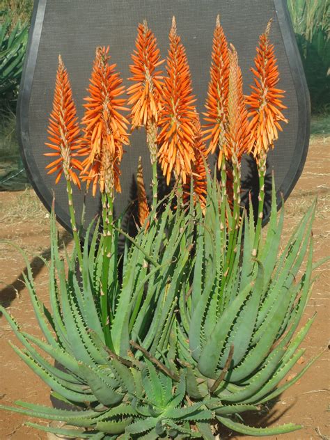 Aloe Orange Delight Created By De Wet Plant Breeders Follow Them On