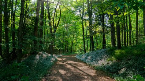 Sand Path Between Green Trees Grass Plants Forest Background Hd Nature