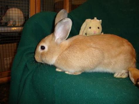 26 Best Palomino Rabbits Images On Pinterest Palomino Bunnies And