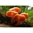 4 Orange Mushrooms Worth Learning  Learn Your Land